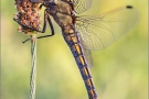 Großer Blaupfeil 12 (Orthetrum cancellatum)