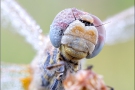 Frühe Heidelibelle (Sympetrum fonscolombii) 11