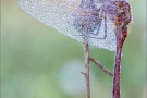 Saffron-winged Meadowhawk  (Sympetrum costiferum) 02