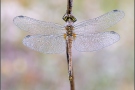 Sumpf-Heidelibelle (Sympetrum depressiusculum) 01