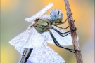 Frühe Heidelibelle (Sympetrum fonscolombii) 09