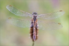 Frühe Heidelibelle (Sympetrum fonscolombii) 10