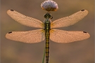 Großer Blaupfeil 08 (Orthetrum cancellatum)