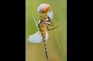 Großer Blaupfeil 09 (Orthetrum cancellatum)