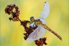 Blutrote Heidelibelle 01 (Sympetrum sanguineum)