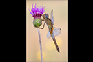 Feuerlibelle 04 (Crocothemis erythraea)