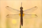 Feuerlibelle (Crocothemis erythraea) 06