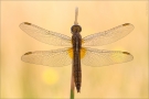 Feuerlibelle (Crocothemis erythraea) 06