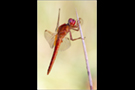 Feuerlibelle (Crocothemis erythraea) 05