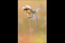 Frühe Heidelibelle 06 (Sympetrum fonscolombii)