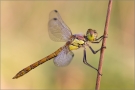 Gemeine Heidelibelle (Sympetrum vulgatum) 02