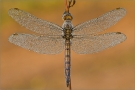 Südlicher Blaupfeil 01 (Orthetrum brunneum)