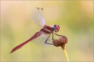 Frühe Heidelibelle 08 (Sympetrum fonscolombii)