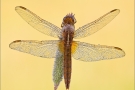 Feuerlibelle 01 (Crocothemis erythraea)