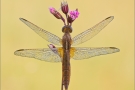 Feuerlibelle 04 (Crocothemis erythraea)