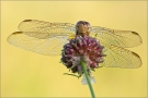 Feuerlibelle 03 (Crocothemis erythraea)