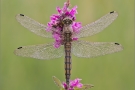 Großer Blaupfeil 05 (Orthetrum cancellatum)