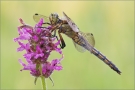 Großer Blaupfeil 07 (Orthetrum cancellatum)