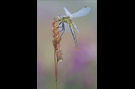 Frühe Heidelibelle 03 (Sympetrum fonscolombii)