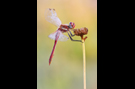 Frühe Heidelibelle 01 (Sympetrum fonscolombii)