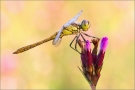 Gemeine Heidelibelle 01 (Sympetrum vulgatum)