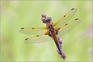 Vierfleck 01 (Libellula quadrimaculata)