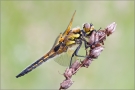 Vierfleck 02 (Libellula quadrimaculata)