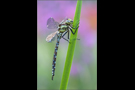 Blaugrüne Mosaikjungfer 01 (Aeshna cyanea)