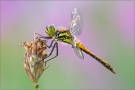 Schwarze Heidelibelle 02 (Sympetrum danae)