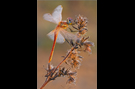 Frühe Heidelibelle 04 (Sympetrum fonscolombii)