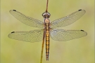 Großer Blaupfeil 10 (Orthetrum cancellatum)