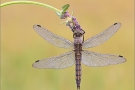 Großer Blaupfeil 02 (Orthetrum cancellatum)