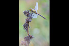 Schwarze Heidelibelle (Sympetrum danae) 03