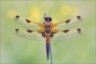 Vierfleck 03 (Libellula quadrimaculata)