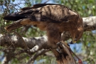 Raubadler oder Savannenadler (Aquila rapax)