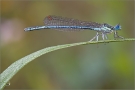 Blaue Federlibelle 02 (Platycnemis pennipes)