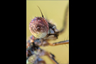 Gemeine Weidenjungfer 02 - (Lestes viridis)