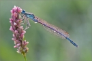 Blaue Federlibelle 03 (Platycnemis pennipes)