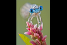 Blaue Federlibelle 07 (Platycnemis pennipes)