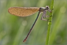 Gebänderte Prachtlibelle 01 (Calopteryx splendens)