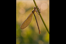 Gebänderte Prachtlibelle 02 (Calopteryx splendens)