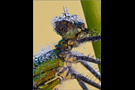 Gebänderte Prachtlibelle 03 (Calopteryx splendens)