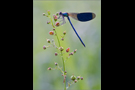 Gebänderte Prachtlibelle 18 (Calopteryx splendens)