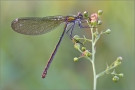 Gebänderte Prachtlibelle 17 (Calopteryx splendens)