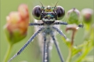 Gebänderte Prachtlibelle 04 (Calopteryx splendens)