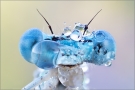 Blaue Federlibelle 05 (Platycnemis pennipes)