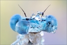 Blaue Federlibelle 05 (Platycnemis pennipes)