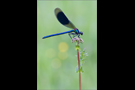 Gebänderte Prachtlibelle 05 (Calopteryx splendens)