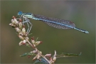 Blaue Federlibelle 06 (Platycnemis pennipes)