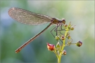 Gebänderte Prachtlibelle 06 (Calopteryx splendens)